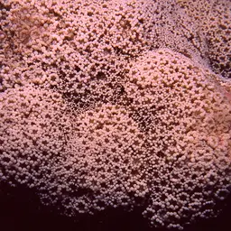 Net Coral, photo 1