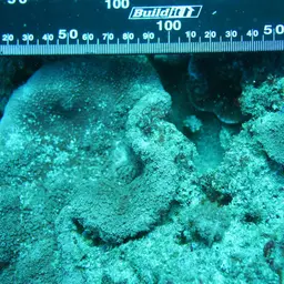 Net Coral, photo 6