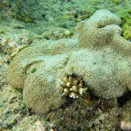 Net Coral, photo 7
