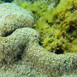 Net Coral, photo 8