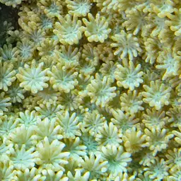 Net Coral, photo 9