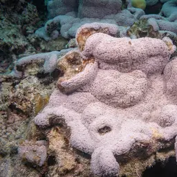 Net Coral, photo 10