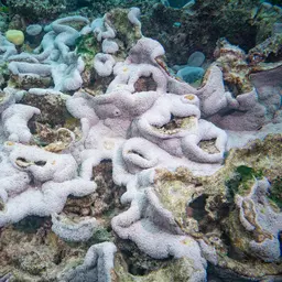 Net Coral, photo 11