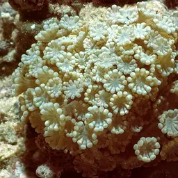 Net Coral, photo 2