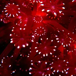 Net Coral, photo 3