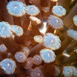 Net Coral, photo 4