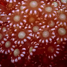 Net Coral, photo 5