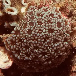 Net Coral, photo 6