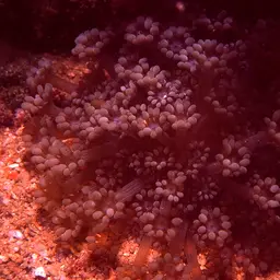 Net Coral, photo 7