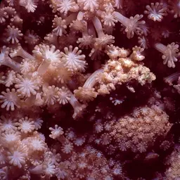 Net Coral, photo 8
