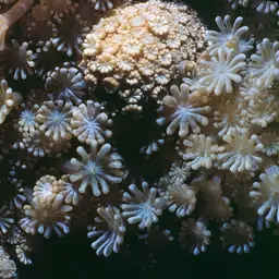 Net Coral, photo 9