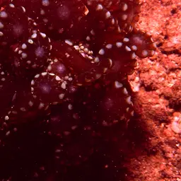 Net Coral, photo 10