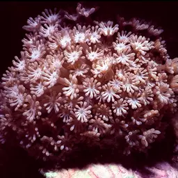 Net Coral, photo 11
