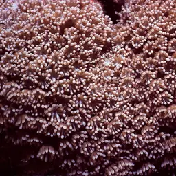 Net Coral, photo 1