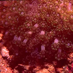 Net Coral, photo 12