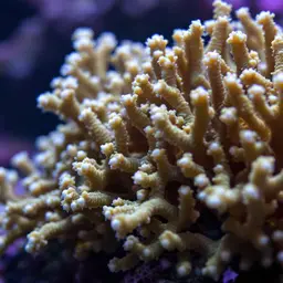 Net Coral, photo 1