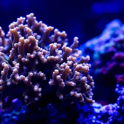 Net Coral, photo 2