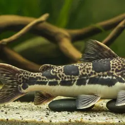 Mottled Catfish