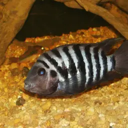 Convict Cichlid, photo 2