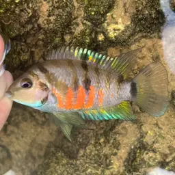 Convict Cichlid, photo 3