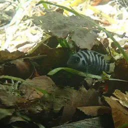 Convict Cichlid, photo 4