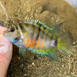 Convict Cichlid, photo 5