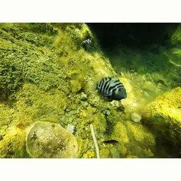 Convict Cichlid, photo 8