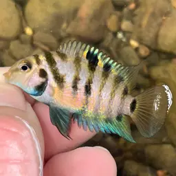 Convict Cichlid, photo 9