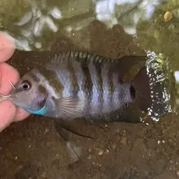 Convict Cichlid, photo 10
