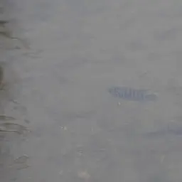 Convict Cichlid, photo 11