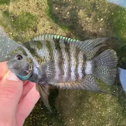 Convict Cichlid, photo 12