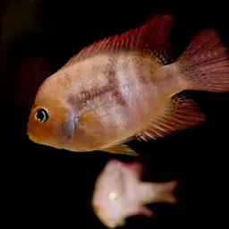 T-bar Cichlid