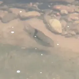 T-bar Cichlid, photo 3