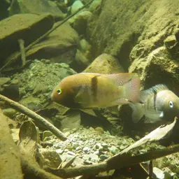 T-bar Cichlid, photo 4