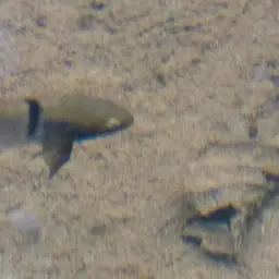 T-bar Cichlid, photo 5