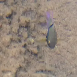 T-bar Cichlid, photo 6