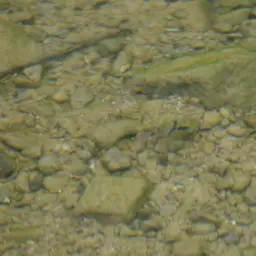 T-bar Cichlid, photo 7