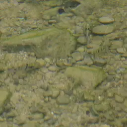 T-bar Cichlid, photo 8