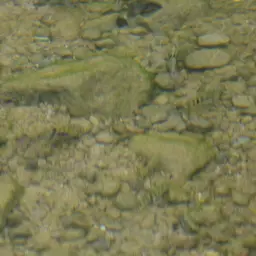 T-bar Cichlid, photo 9