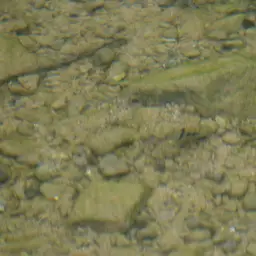 T-bar Cichlid, photo 10