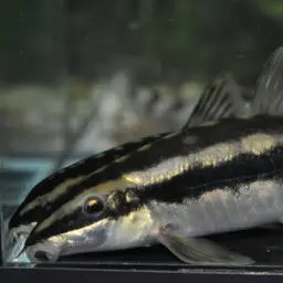 Black-lined Loach