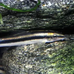 Black-lined Loach, photo 2