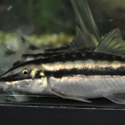 Black-lined Loach, photo 3