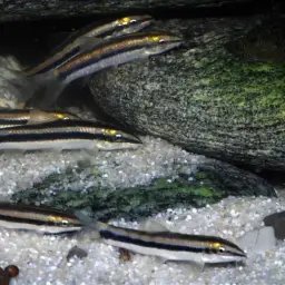 Black-lined Loach, photo 4