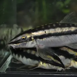 Black-lined Loach, photo 5