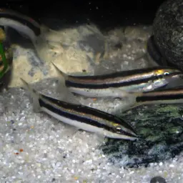 Black-lined Loach, photo 6