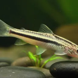 Black-lined Loach, photo 7