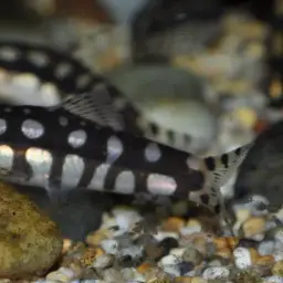 Dwarf Clown Loach, photo 3
