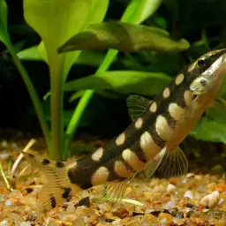 Dwarf Clown Loach, photo 4