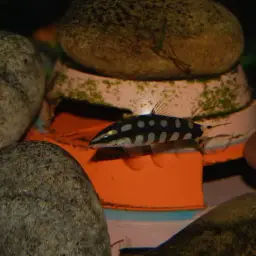 Dwarf Clown Loach, photo 7